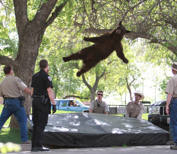 After this bear climbed a tree for a nap at the University of Colorado, wildlife services had no choice but to tranquillise him in order to get him down safely. He was unharmed, and left us this hilarious picture of the moment