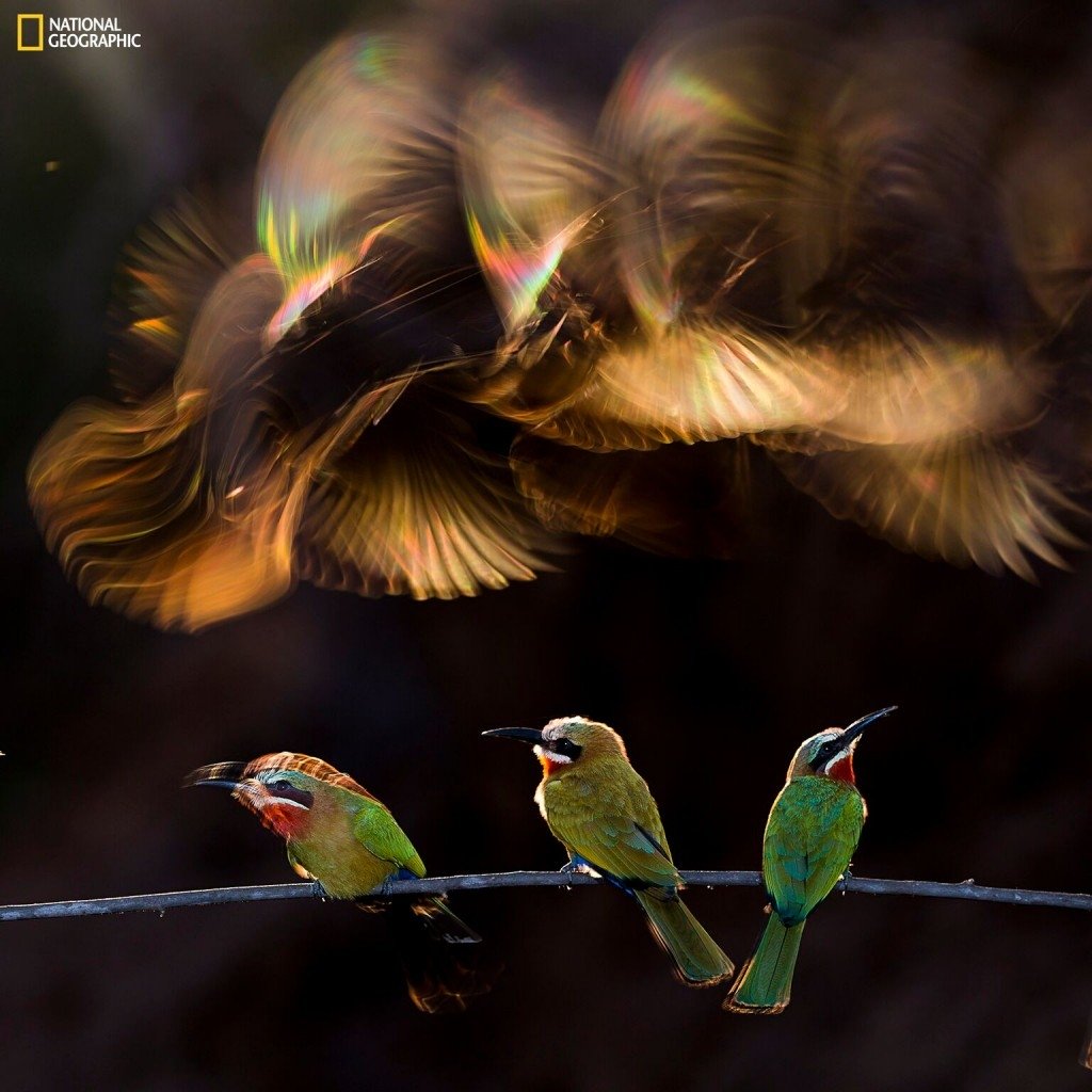 Winners Of The 2015 National Geographic Photo Contest
