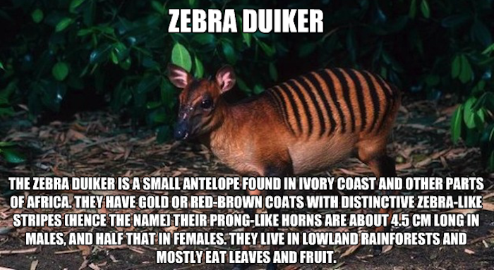 Twenty Animals You May of Never Heard of Before