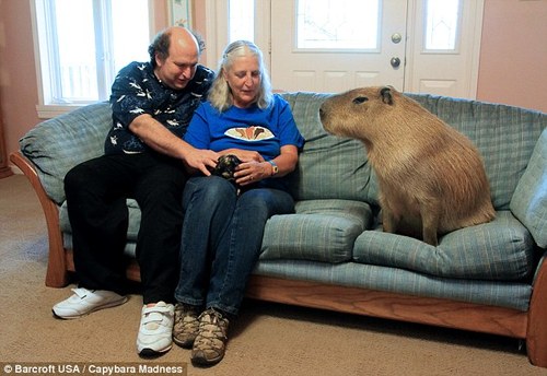 This is Gary the capybara