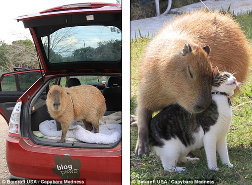 This is Gary the capybara