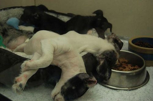 Dogs Falling Asleep in their Food