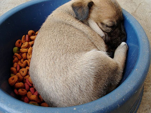 Dogs Falling Asleep in their Food