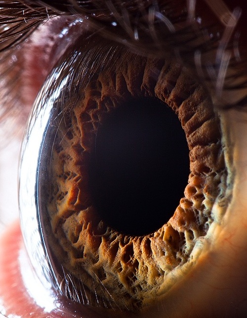 Extreme Closeups of Human Eyes
