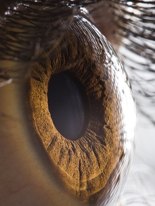 Extreme Closeups of Human Eyes