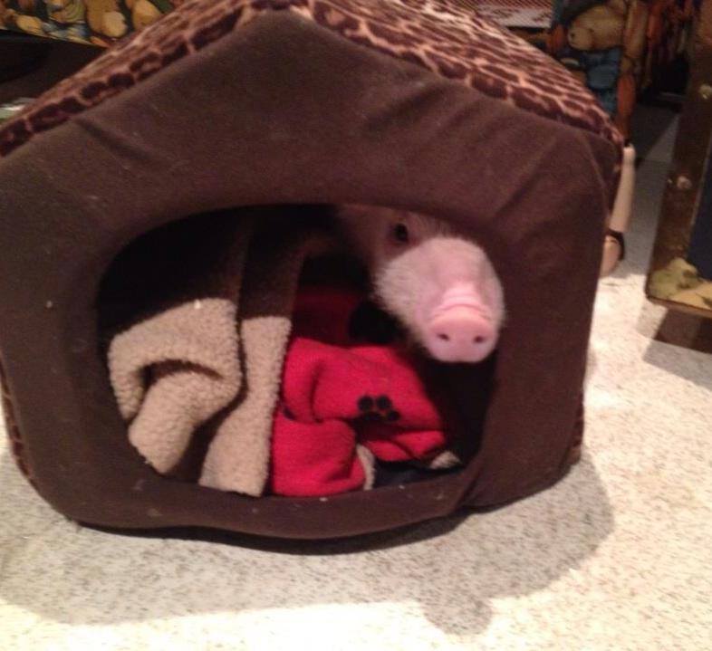 Meet Esther the Wonder Pig