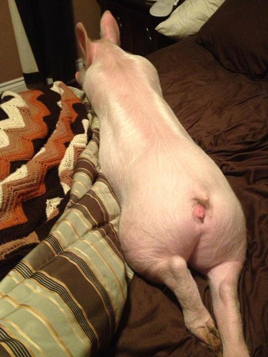 Meet Esther the Wonder Pig