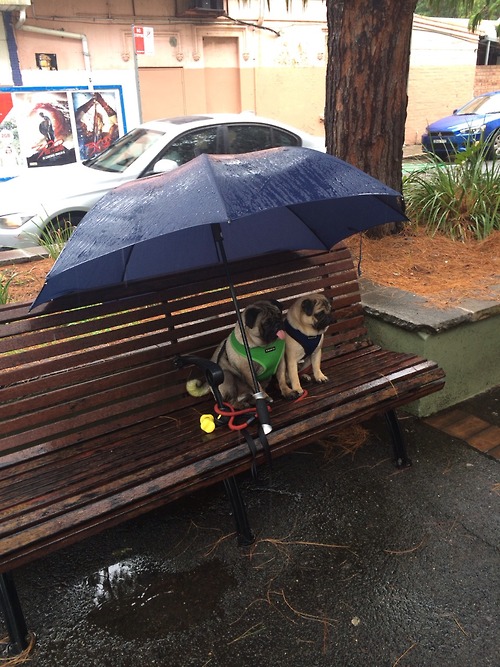 Someone left their dogs out in the rain.