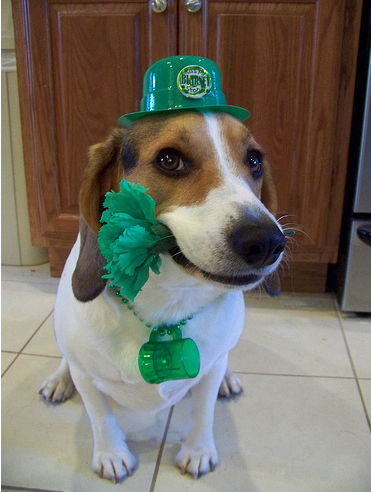 31 Insanely Cute Animals on St. Patricks Day