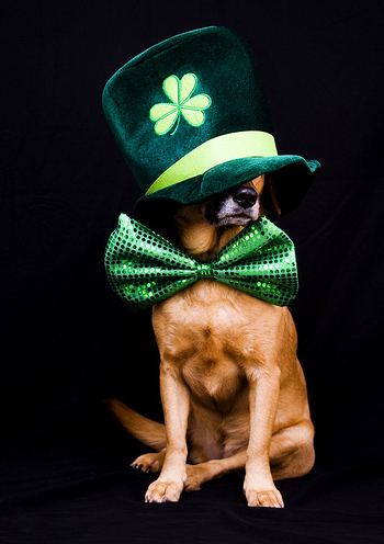 31 Insanely Cute Animals on St. Patricks Day