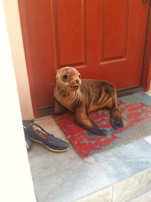 I live by the beach and this little guy just popped by for a visit.