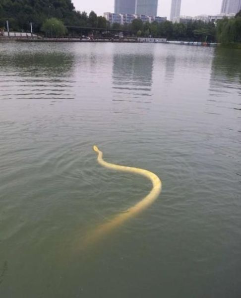 You Wang takes his pet snake python for a swim in Changzhou, China