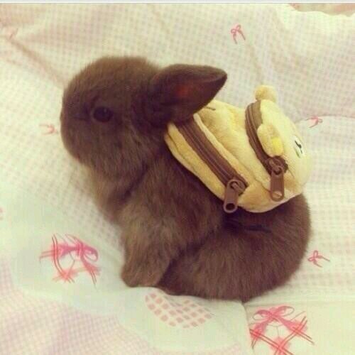 If you are ever feeling sad, just look at this bunny wearing a backpack.