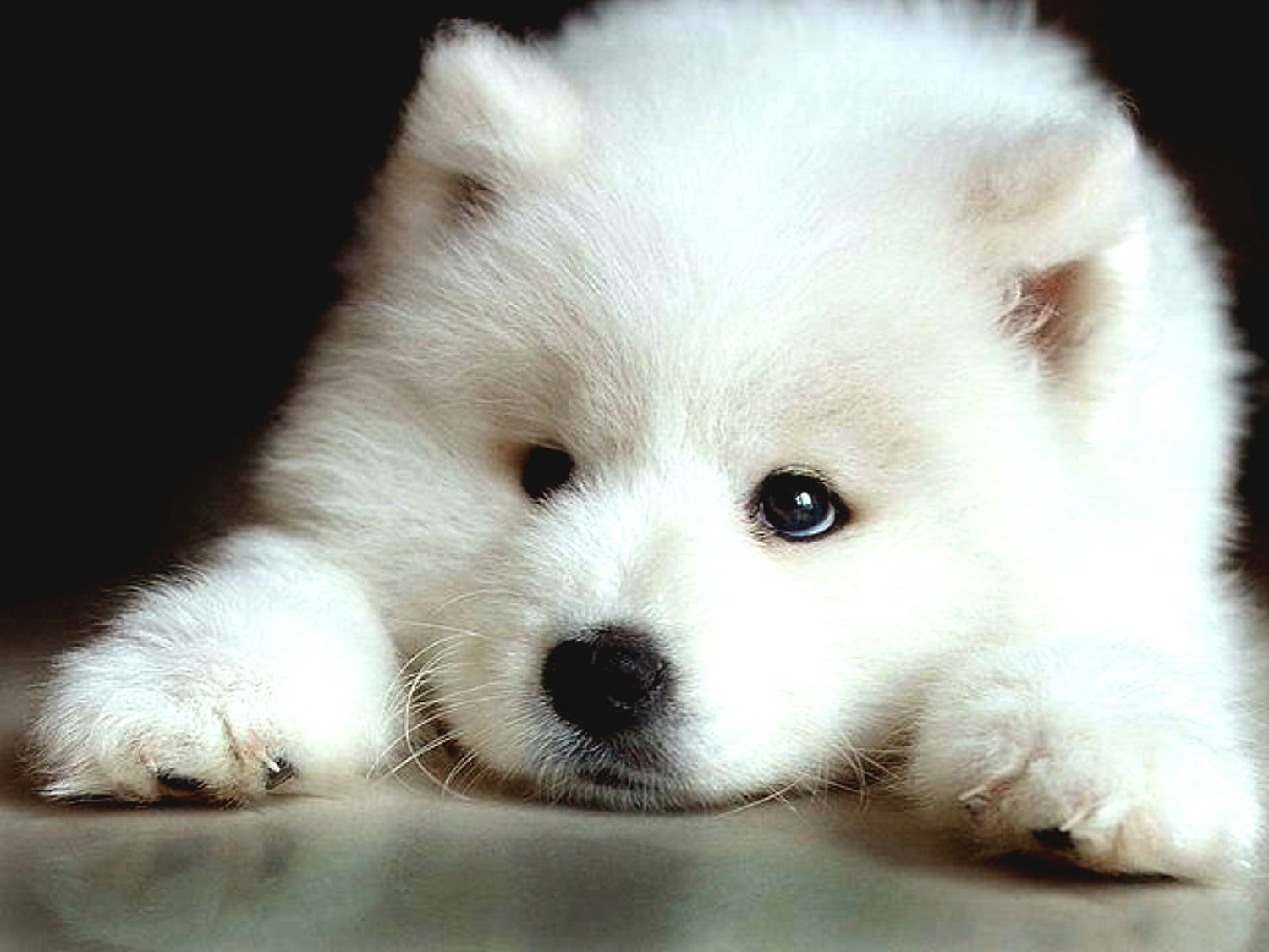 Indisputable Proof That Samoyed Dogs Are Amazing