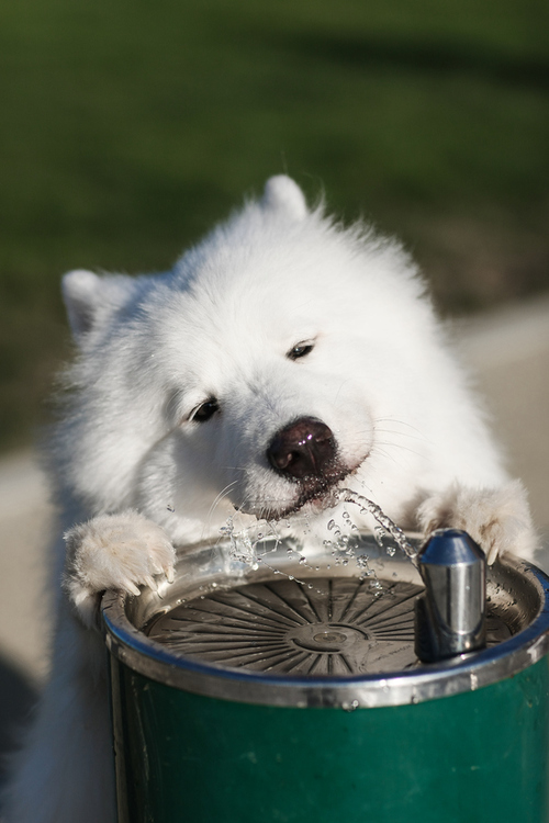 Indisputable Proof That Samoyed Dogs Are Amazing