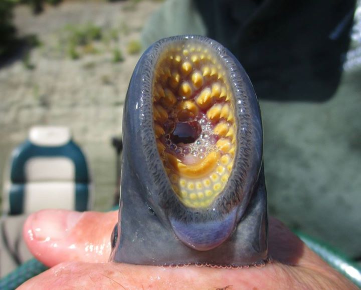 The rasping suction cup-like mouth that the sea lamprey uses to attach to its hapless host fish is like something out of a sci-fi horror movie!