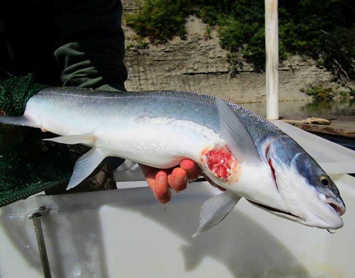 Consider this steelhead trout lucky! We removed the lamprey parasite, but the nasty wound that it left is clearly visible here.