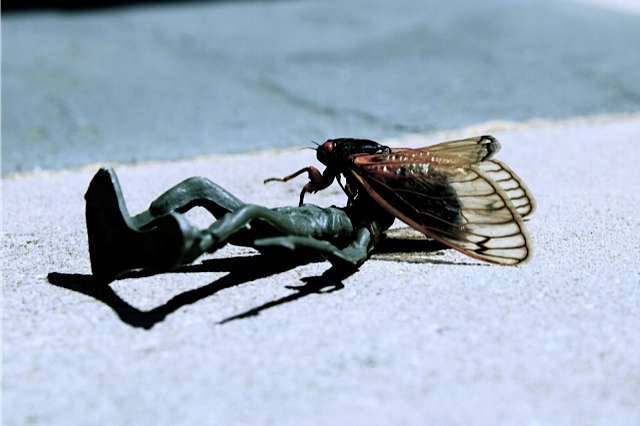 Little Green Army Man falls to the mighty cicada