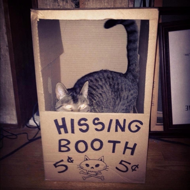 hissing booth cat - Hissing Booth 54 5