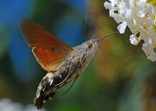 The Hummingbird Hawk-moth