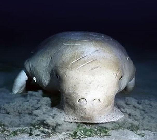 The Dugong