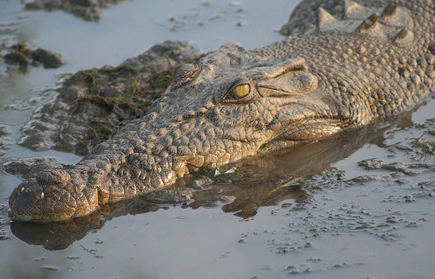 Saltwater Crocodile: Sitting at the top of its food chain the Saltwater Crocodile has been known to eat everything from water buffalo to sharks. In order to kill its food it make use of a technique called the death roll where it relentlessly flips its prey over and over in the water until it drowns and then comes apart.