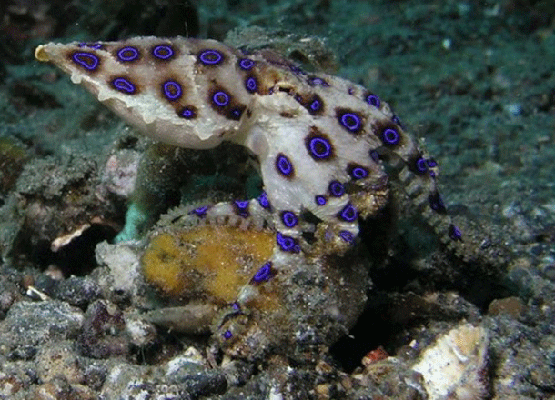 Blue Ringed Octopus: About the size of a golf ball, dont let its small stature fool you, it holds enough venom to kill 26 full grown adults and as you may have guessed, there is no antidote. Assuming that your friend ever gets bitten you had better know CPR because you can be sure that within minutes they will be completely paralyzed and unable to breathe.
