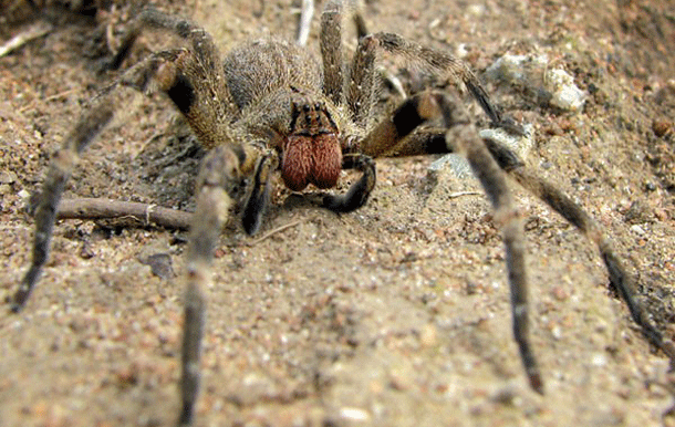 Brazilian Wandering Spider: Meet the most venomous spider in the world, according to the Guinness Book of World Records. What makes this critter so dangerous though is also how it got its name  a tendency to wander. They are often found hiding in houses and cars of densely populated areas, especially during daytime. Not a good combination.