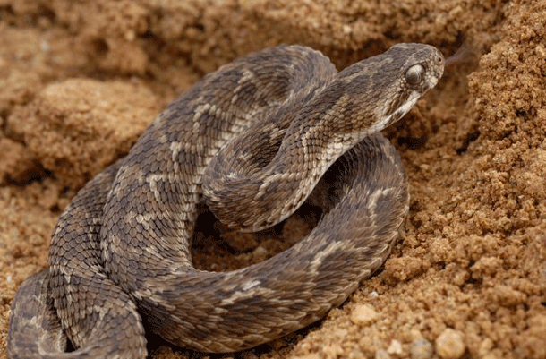 Carpet Viper: Responsible for the majority of snake related deaths in the world, this viper uses a hemotoxin similar to that of the boomslang. Unfortunately most of the bites occur in areas that lack modern medical facilities so the victims slowly bleed to death over the course of several weeks.