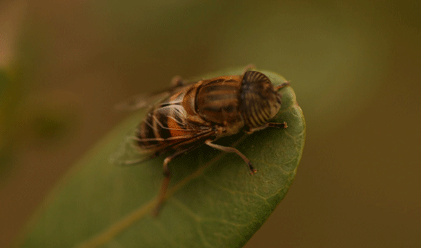 Tse Tse Fly: This large blood sucking fly is the primary carrier of African Sleeping Sickness and is therefore indirectly responsible for killing up to a quarter of a million people every year.