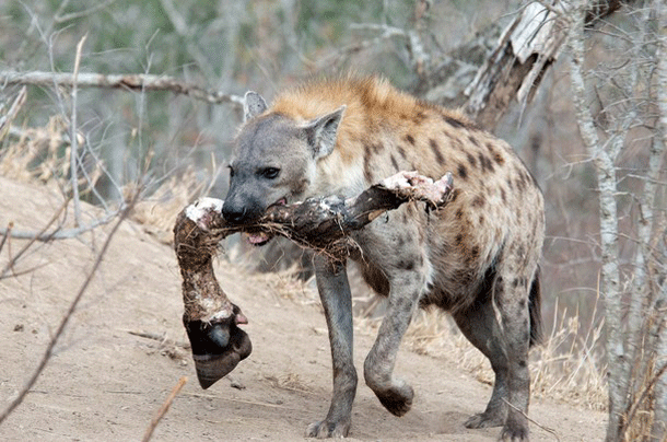 Hyena: While these predators may be wary of human interaction during the day, after sunset the paradigm shifts. Although hyenas have been known to hunt humans throughout history, the behavior tends to increase during wartime and disease outbreaks due to their strong affinity for human corpses.