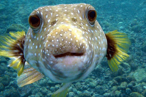 Puffer fish: Considered one of the most poisonous vertebrates in the world, if you have read our article about the 25 strangest foods in the world, you know that it is a delicacy in Japan. Puffer poison will, however, paralyze your diaphragm and stop your breathing if you fail to prepare it correctly.