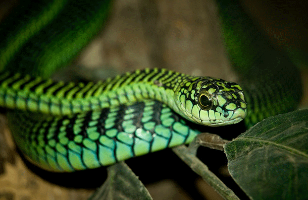 Boomslang: Although they are relatively shy and dont generally attack humans, when they do, things can get messy. Boomslang venom is a hemotoxin that disables blood clotting. In others words, its victims slowly die as they bleed out from every pore in their body.