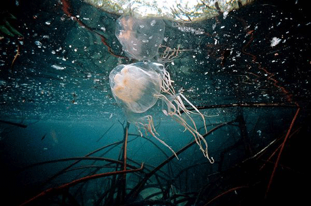 Box Jellyfish: Killing more people every year than sharks, crocodiles, and stonefish combined, this box of death has been labeled worlds most venomous animal. Its venom is so potent in fact, that in some cases treatment consists of little more than last minute CPR.