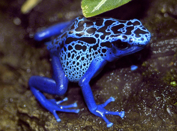 Poison Dart Frog: Packed into 2 inches of colorful amphibian is enough poison to kill an army of 20,000 mice. This means that with roughly 2 micrograms, or the amount that would fit on a pinhead, you could successfully stop the heart of a large animal. And to make matters worse, the poison is actually located on the surface of the skin. You seriously cant touch this.