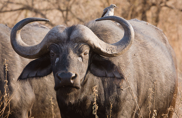 Cape Buffalo: Having never been successfully domesticated, this highly unpredictable creature does not play nice with humans. Throughout Africa it is known as the widowmaker or black death and is responsible for more fatalities every year than any other large animal on the continent.