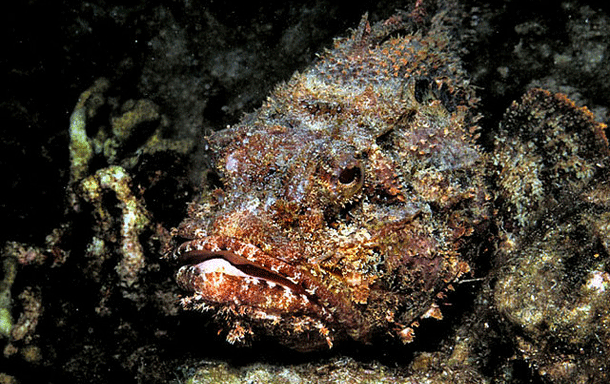The Stone fish:  Lying camouflaged on the ocean floor, this ugly little mass of destruction calmly waits for other fish to swim by before opening its jaws with lightning speed and consuming its preyall in less than .015 seconds. Also known as the worlds most venomous fish, stepping on its spines will at best cost you your leg and at worst, your life.