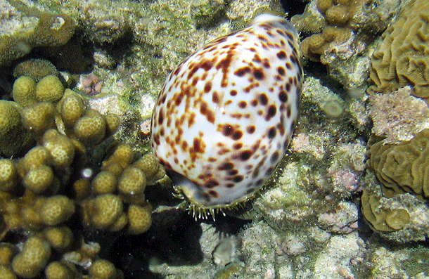 Cone Snail: One drop of venom from this little bugger is enough to end 20 human lives. Sometimes colloquially known as the cigarette snail, it has been said that when you are stung by this creature, youll have just about enough time to smoke a cigaret before you stop breathing. Its not like it matters anyway thoughthere is no antivenom.