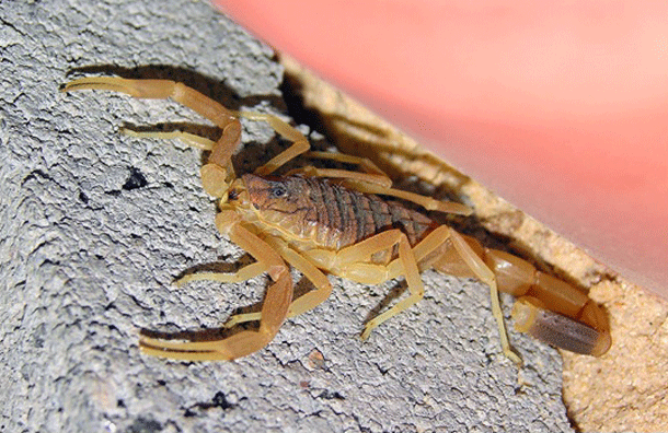 Death Stalker: This highly venomous scorpion residing primarily in North Africa and the Middle East is responsible for over 75 of scorpion related deaths every year. Although healthy adults usually only feel unbearable pain, children that are envenomated suffer fever, coma, convulsions, and paralysis before their lungs fill up and they drown in their own fluids.