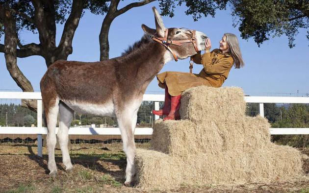 The tallest donkey in the world, Oklahoma Sam, was only 4 years old and his height was measured in at 155.45cm 5.10ft.