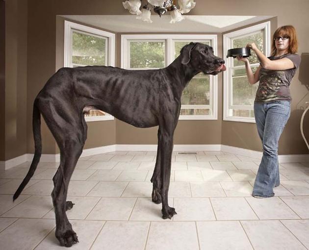 The tallest dog, is a German mastiff by the name of Zeus with a massive height of 1.118m 3.66ft. He lives with his family in Michigan, USA.