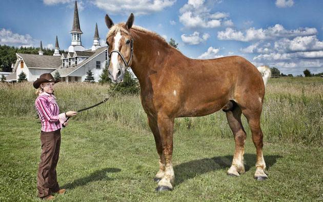 Big Jake is the largest horse in the world. He is from Belgium and his height measured in at 210.2 cm 6.89ft.