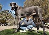 Worlds Largest Dog