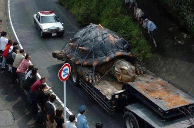 Worlds Largest Tortuise