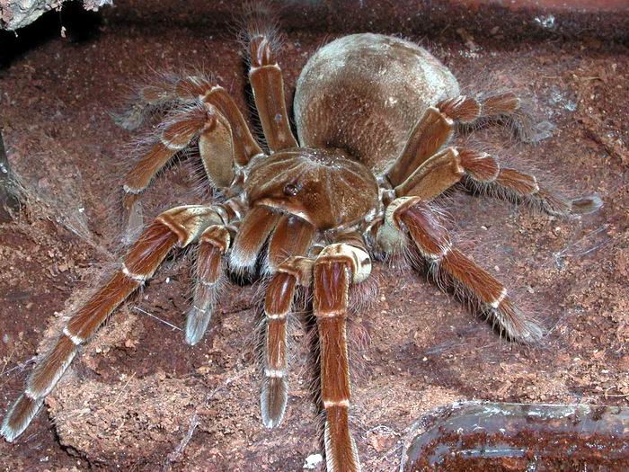 Worlds Largest Spider