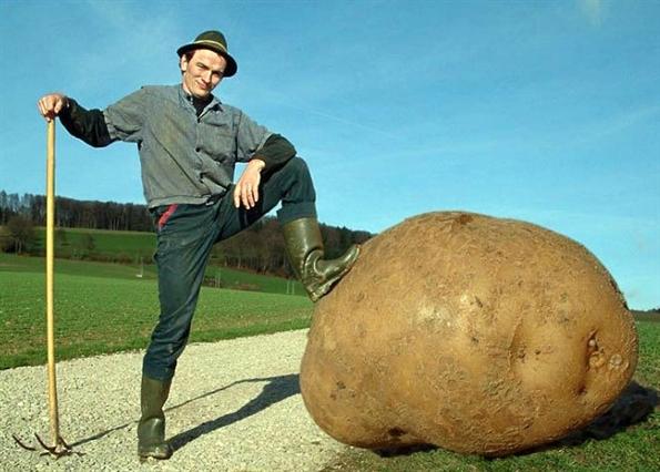 Worlds Largedt Potato