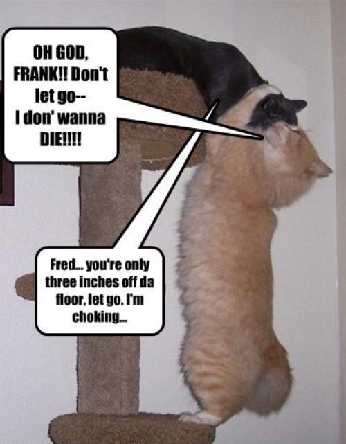 craziest jokes - Oh God Frank!! Don't let go I don' wanna Die!!!! Fred... you're only three inches off da floor, let go. I'm choking.
