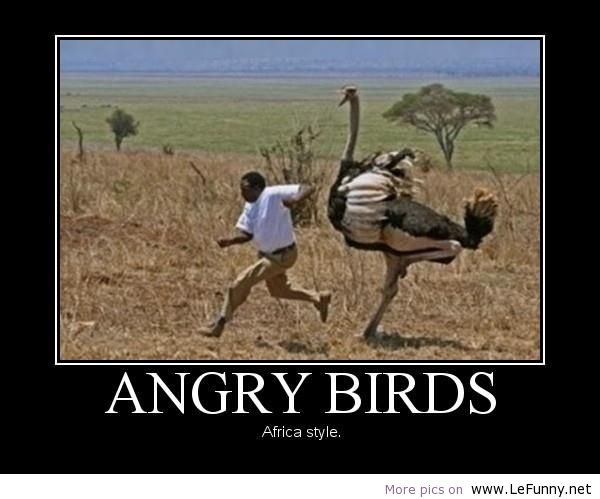 biggest ostrich in the world - Angry Birds Africa style. More pics on