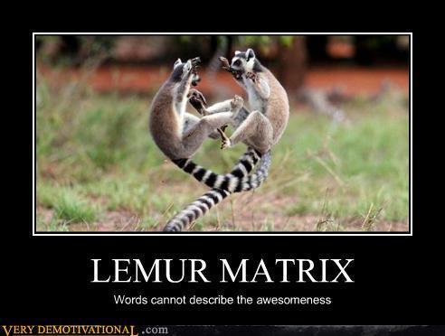 ring tailed lemurs fighting - Lemur Matrix Words cannot describe the awesomeness Very Demotivational.com