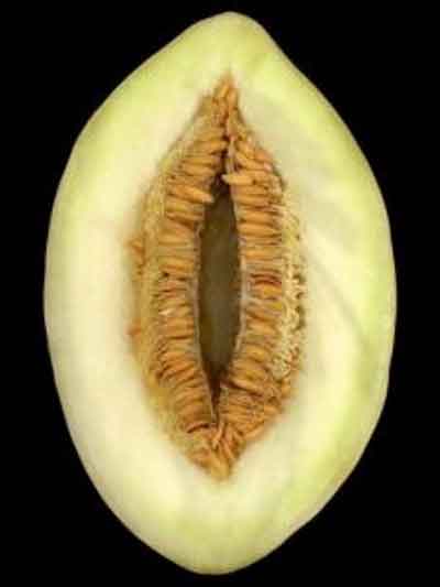 Vagina Melon